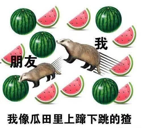 周末聚会上吃瓜,瓜田里的欢乐时光