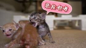 魔兽小恶龙吃瓜,揭秘魔兽世界中的趣味瞬间