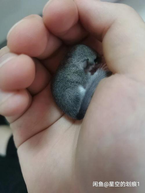 睡鼠吃瓜吗,揭秘睡鼠吃瓜之谜