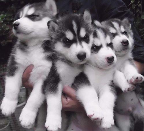 哈士奇吃小瓜,哈士奇误食小瓜引发的健康危机