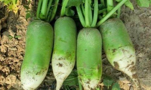 夏天乡下吃的水瓜,解暑佳品乡村情