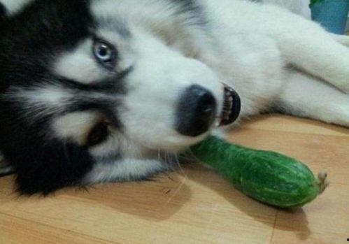 卤二哈吃瓜,揭秘娱乐圈幕后故事