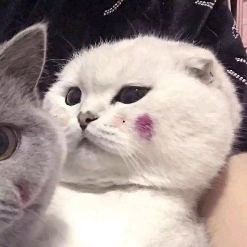 猫猫吃瓜情头,情意绵绵的甜蜜瞬间