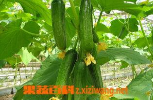 乳瓜怎么吃视频,视频教你轻松烹饪